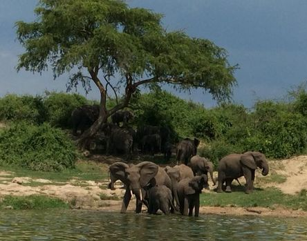 A herd of elephants are drinking water from a river