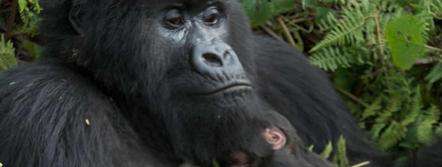 A gorilla is holding a baby gorilla in its mouth.