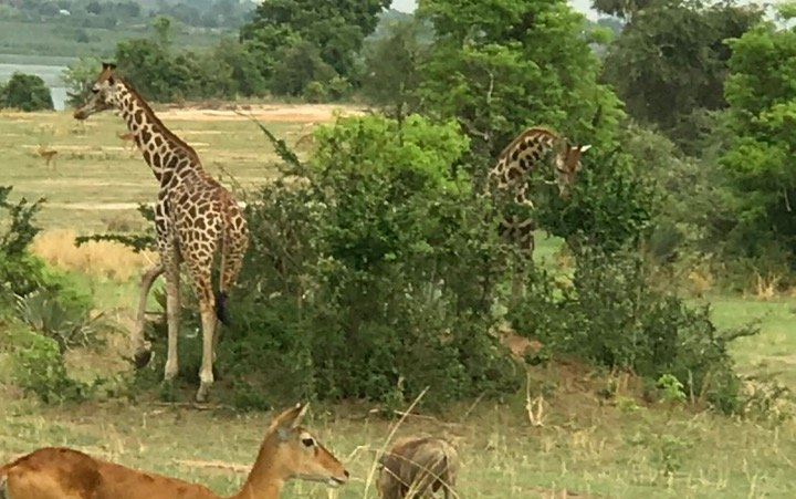 A giraffe standing next to a deer in a field.