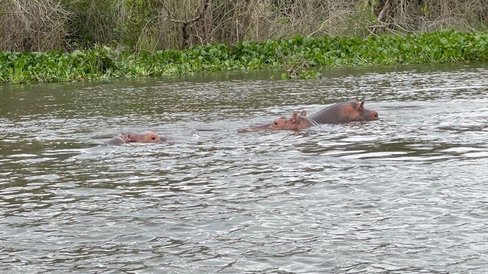 A couple of hippos are swimming in a river.