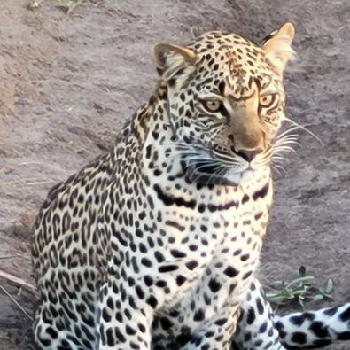 A close up of a leopard sitting on the ground