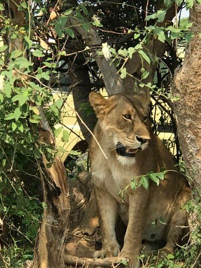 A lioness is sitting in the shade of a tree