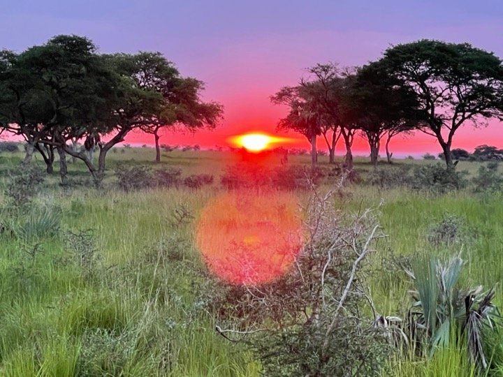 A sunset over a grassy field with trees in the background