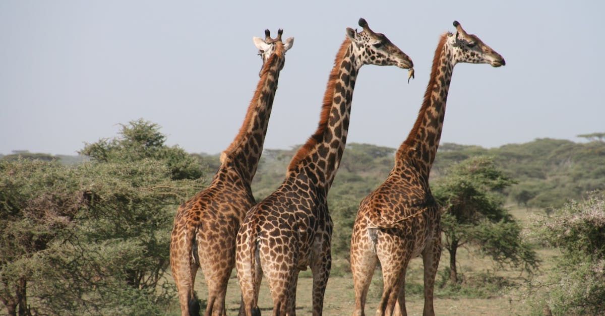 giraffes
