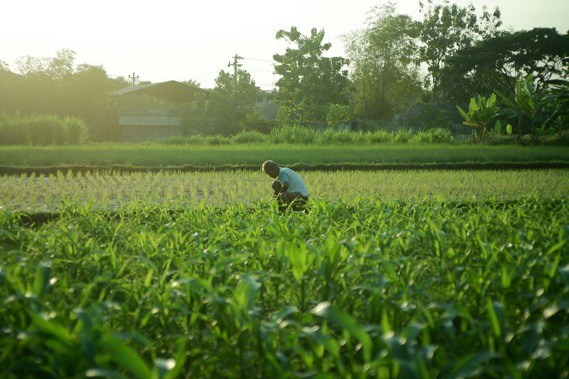 Farmer working in a lush green field, likely tending crops, with trees and a building in the background.