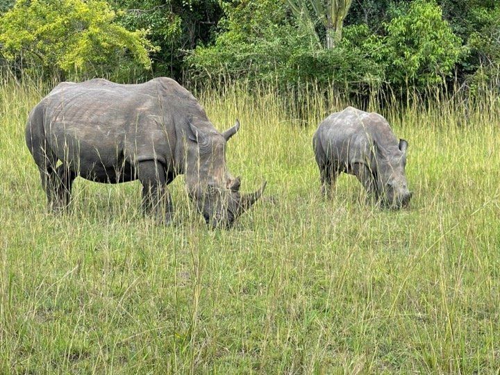 Two rhinos are grazing in a grassy field.