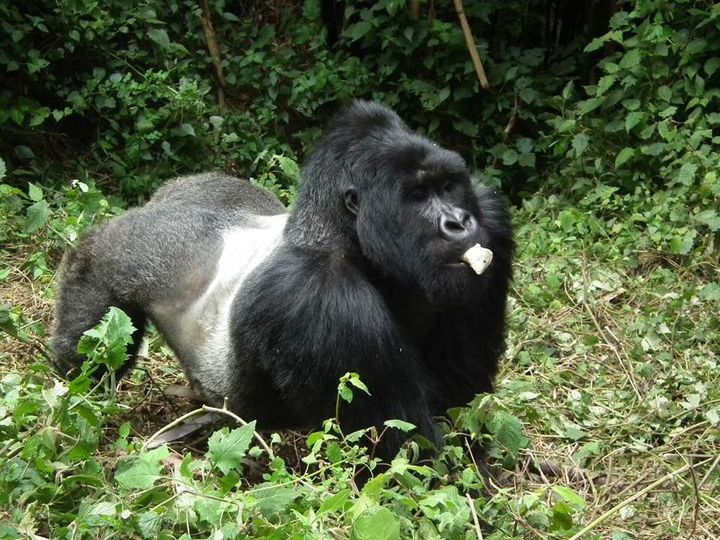 A gorilla with a piece of food in its mouth