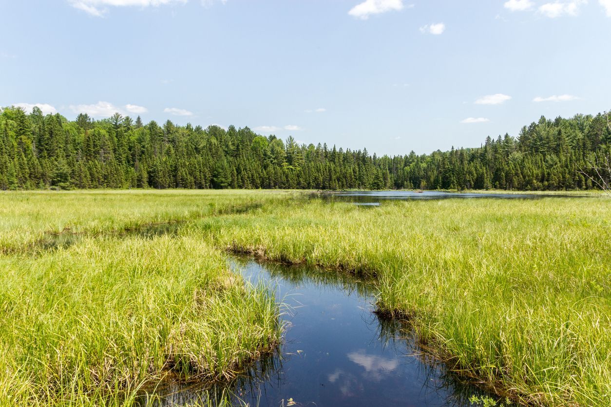 Ecological Consulting