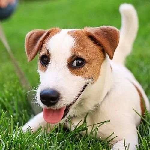 A brown and white dog is laying in the grass with its tongue hanging out.