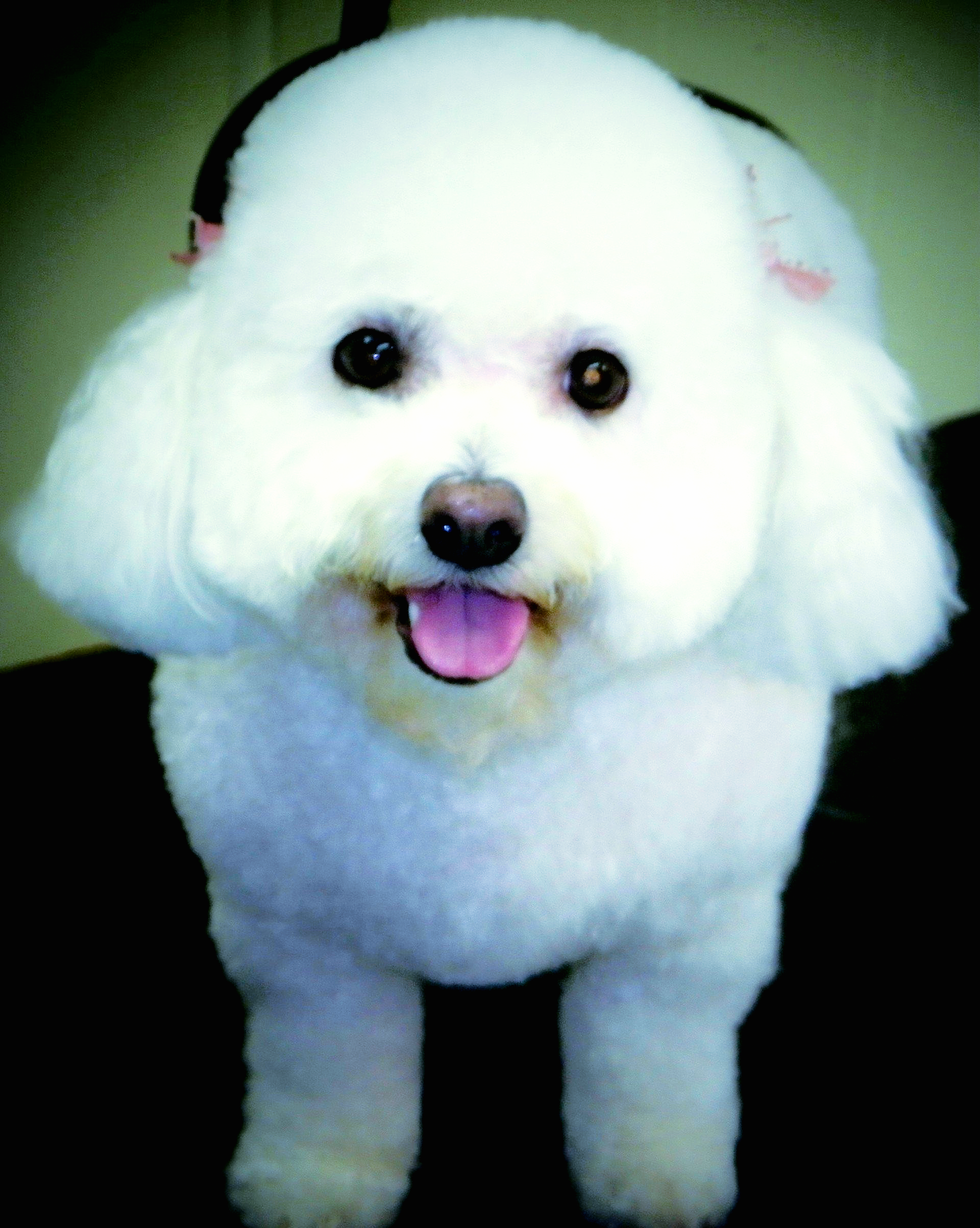 A small white dog with a pink tongue sticking out
