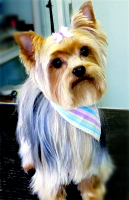 A small dog with a bandana around its neck is sitting on a table.