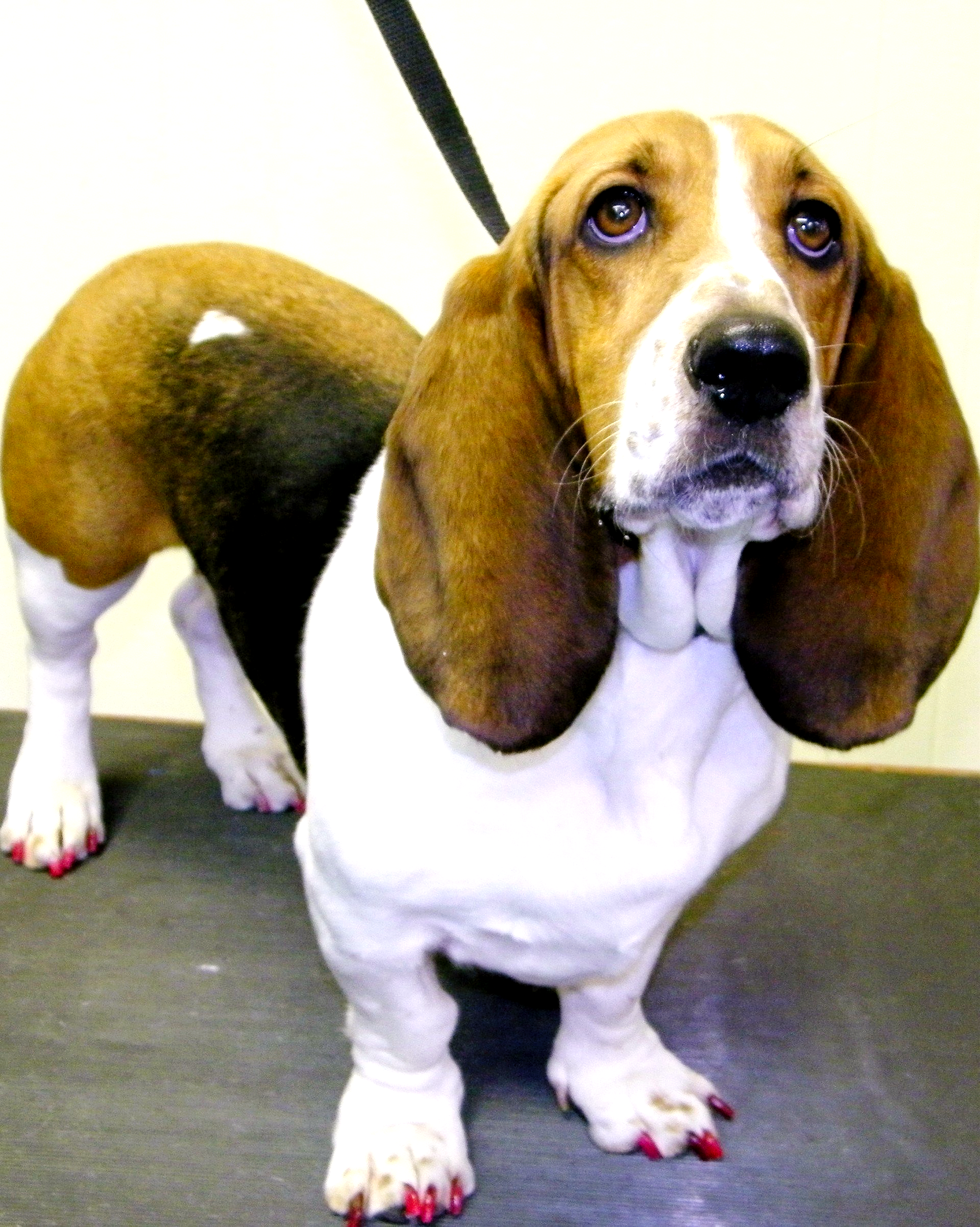 A brown and white basset hound on a leash