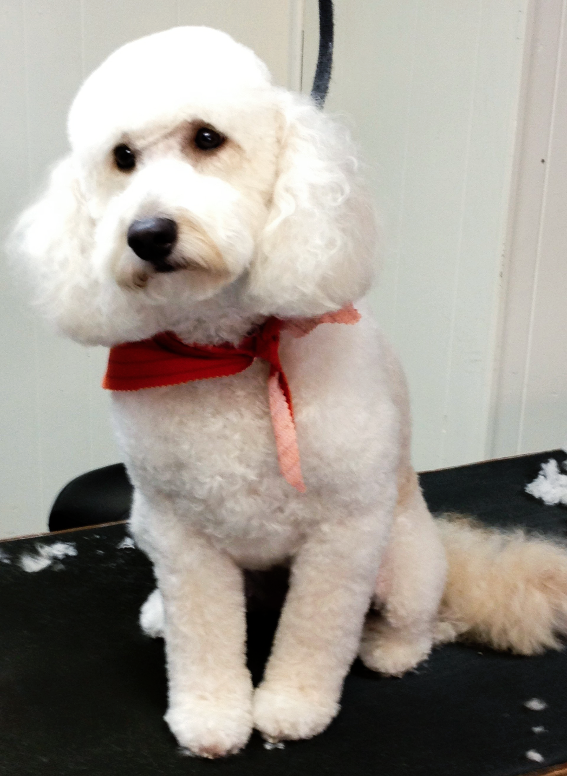 A white poodle with a red bow around its neck