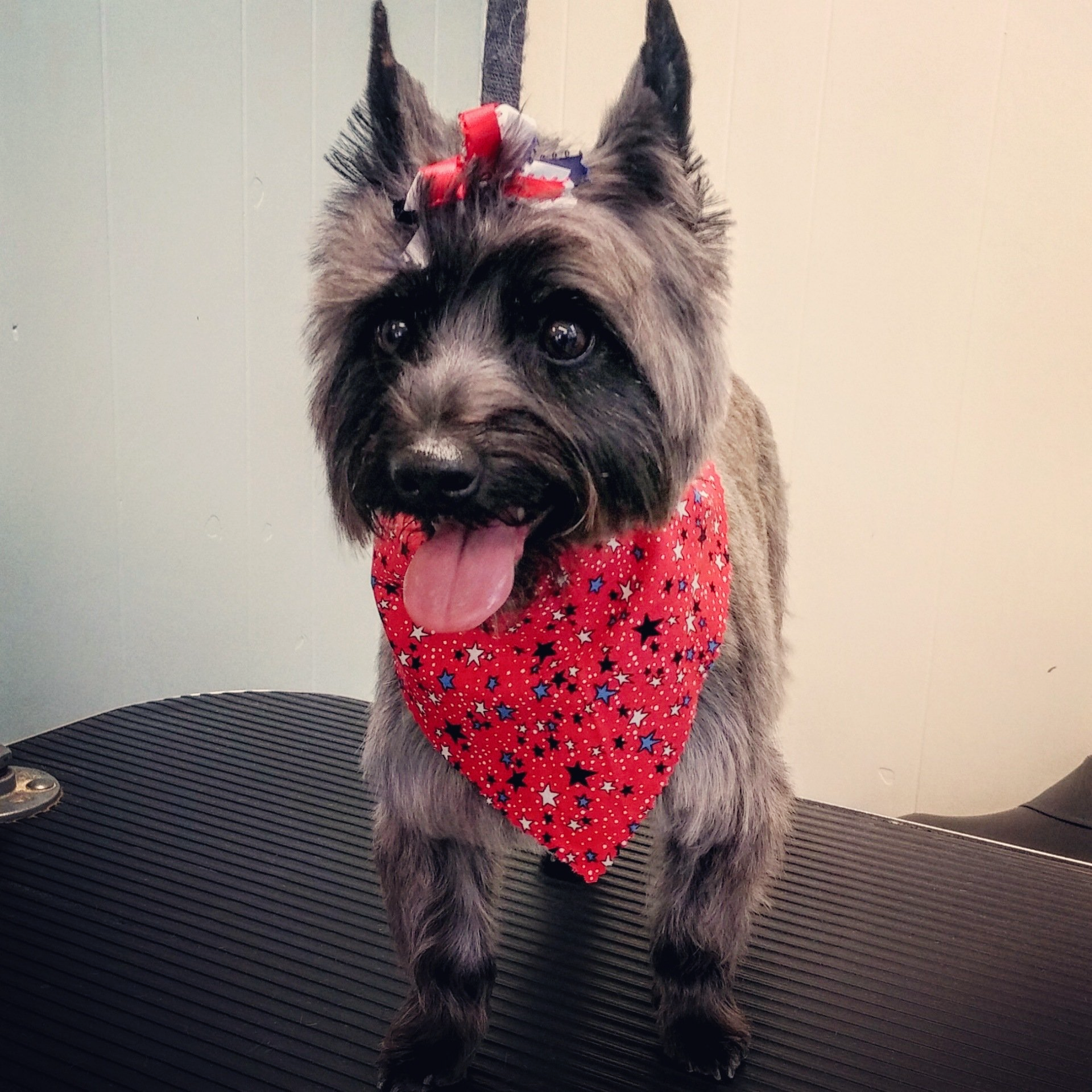 A small dog wearing a red bandana is standing on a table.