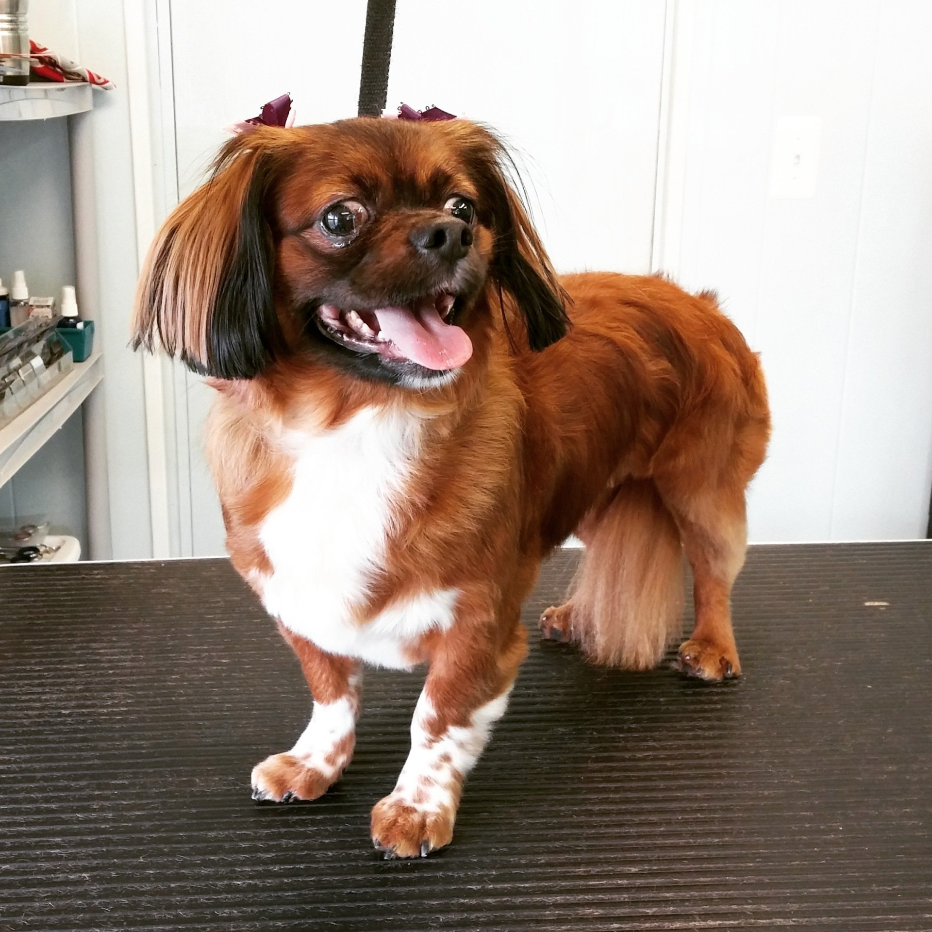 A brown and white dog standing on a table with its tongue out