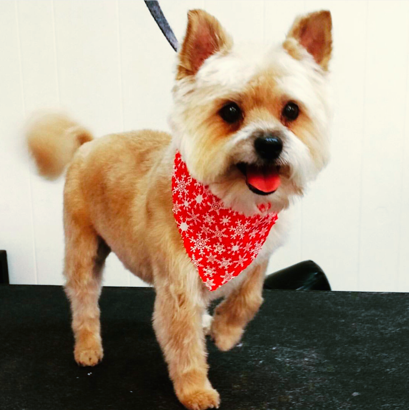 A small brown and white dog wearing a red bandana