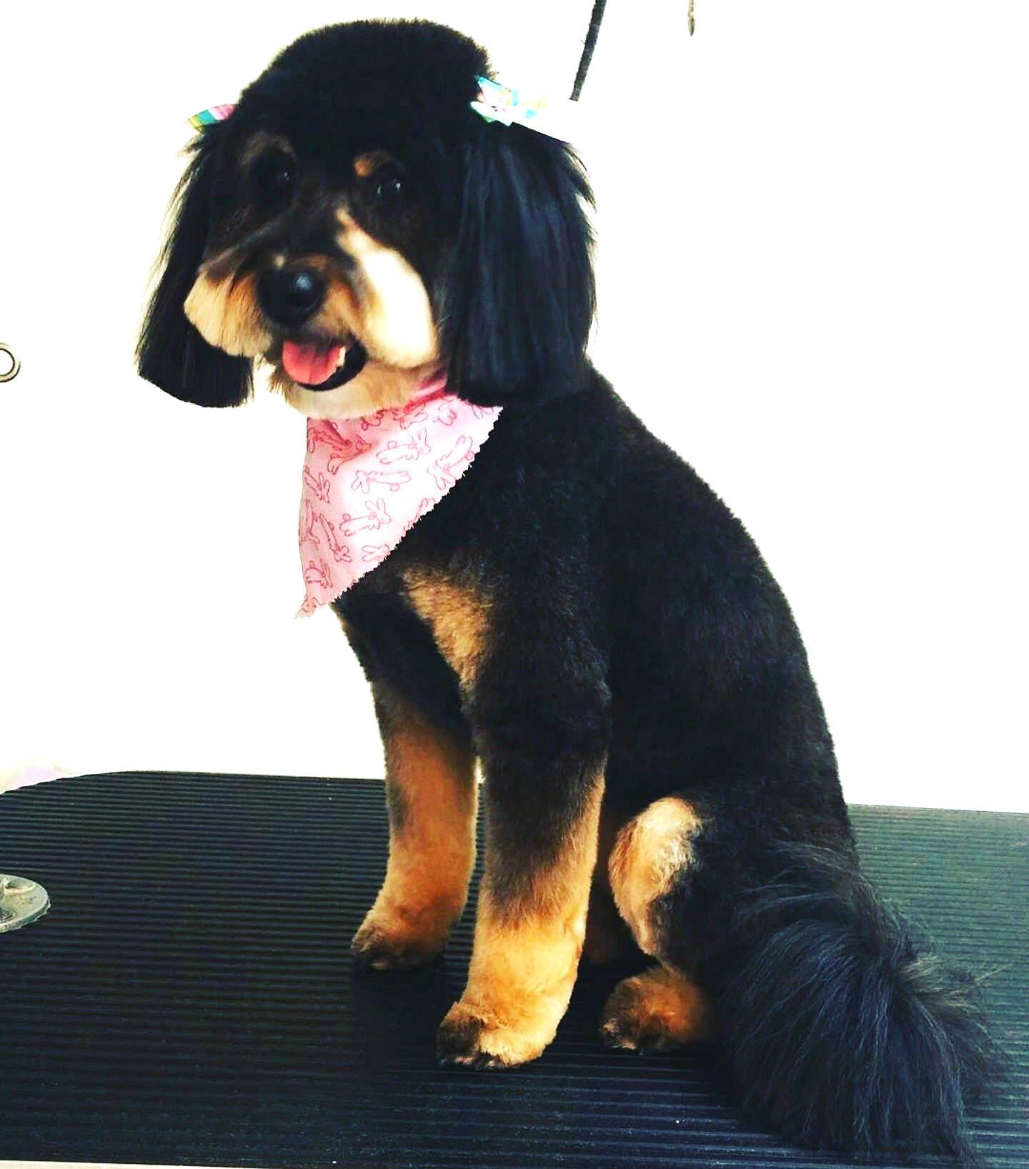 A small black and brown dog wearing a pink bandana