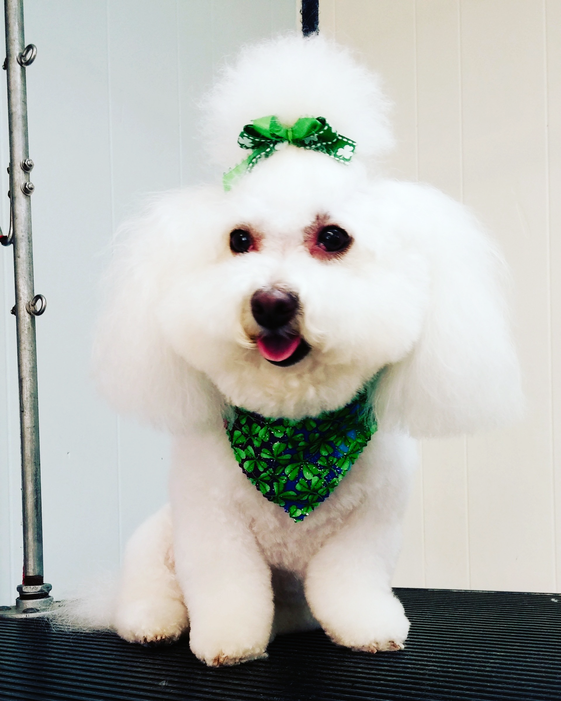 A small white dog with a green bow on its head