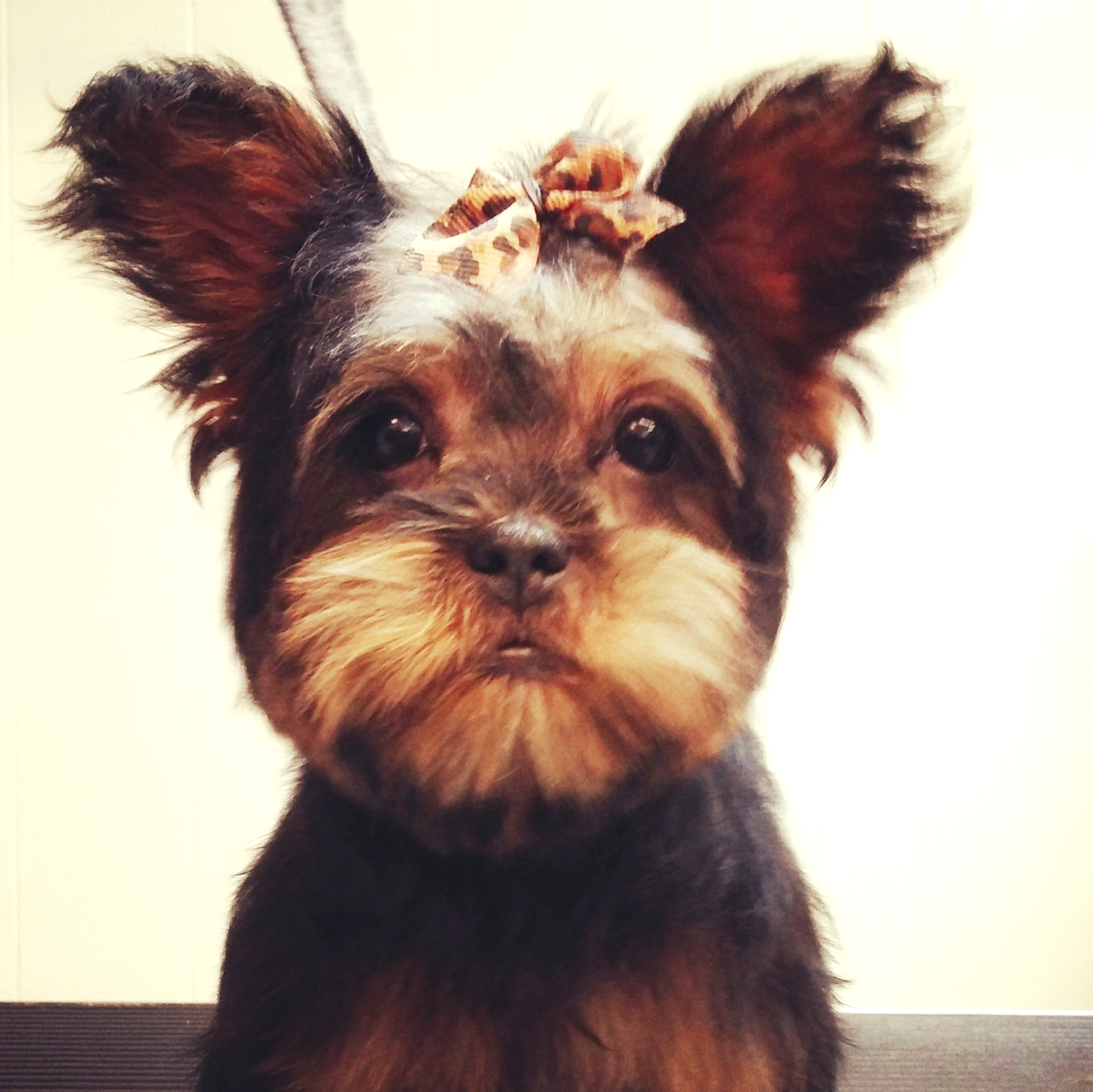 A small dog with a bow in its hair looks at the camera
