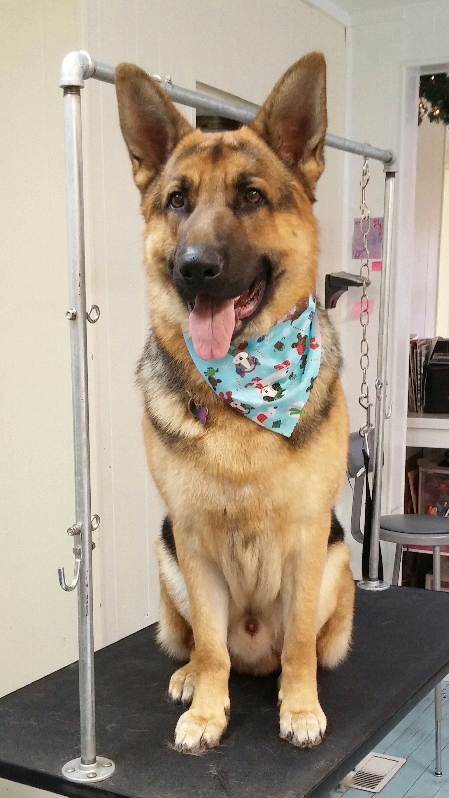 A german shepherd dog wearing a bandana is sitting on a table.