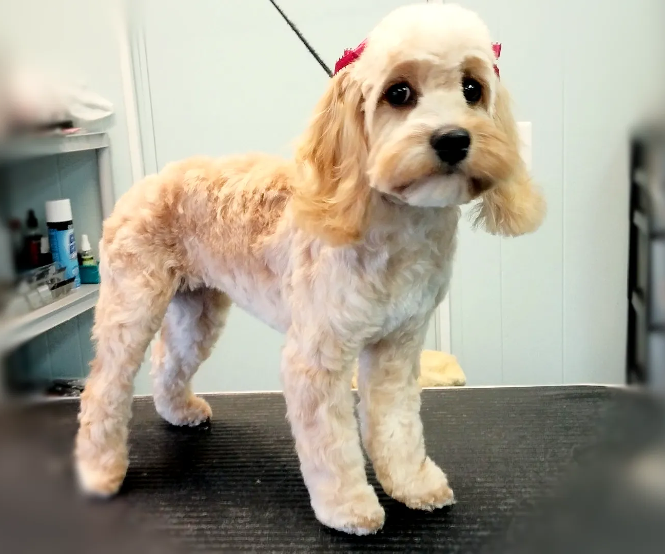 A small dog with a red bow on its head is standing on a table