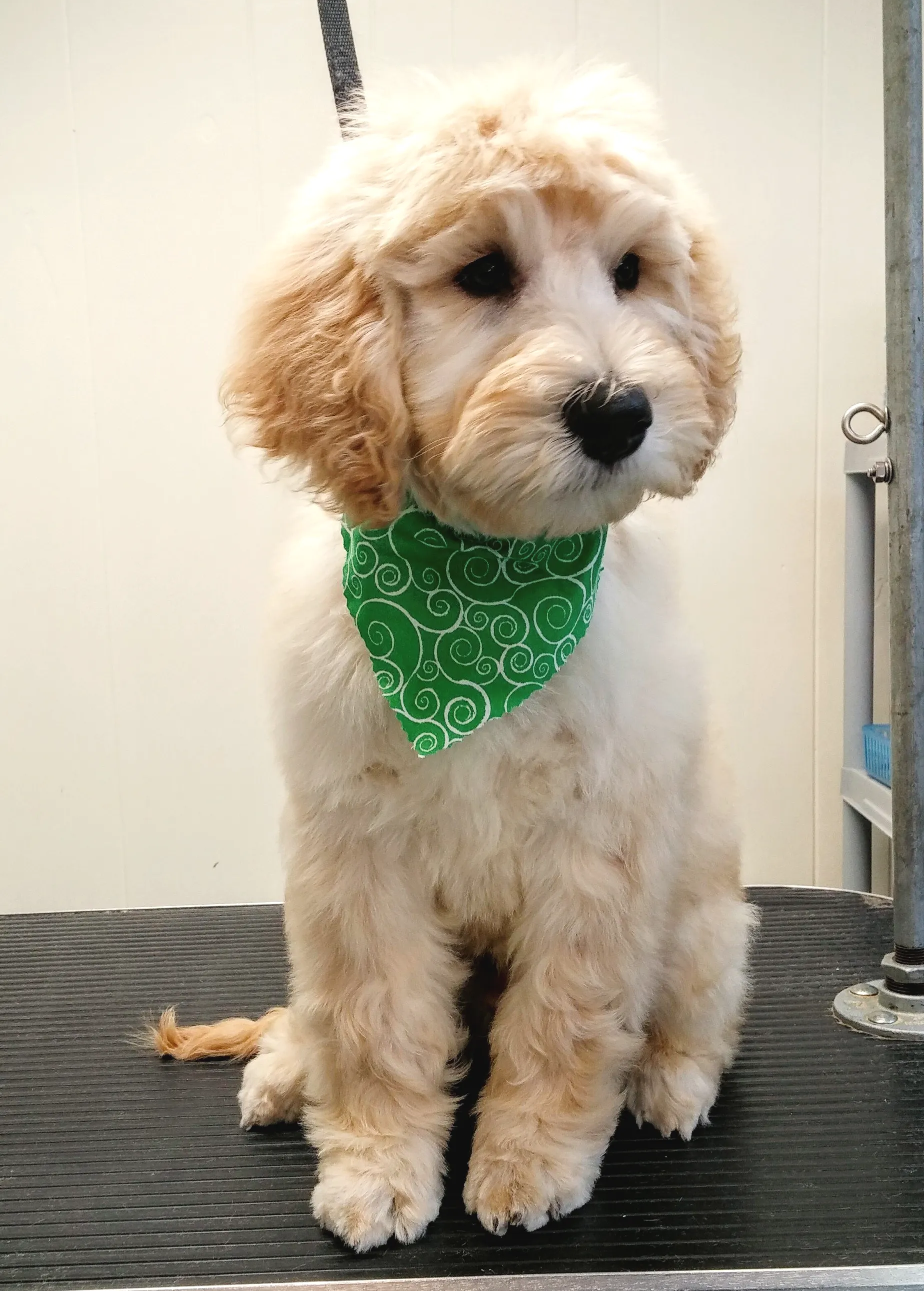 A small dog wearing a green bandana is sitting on a table.