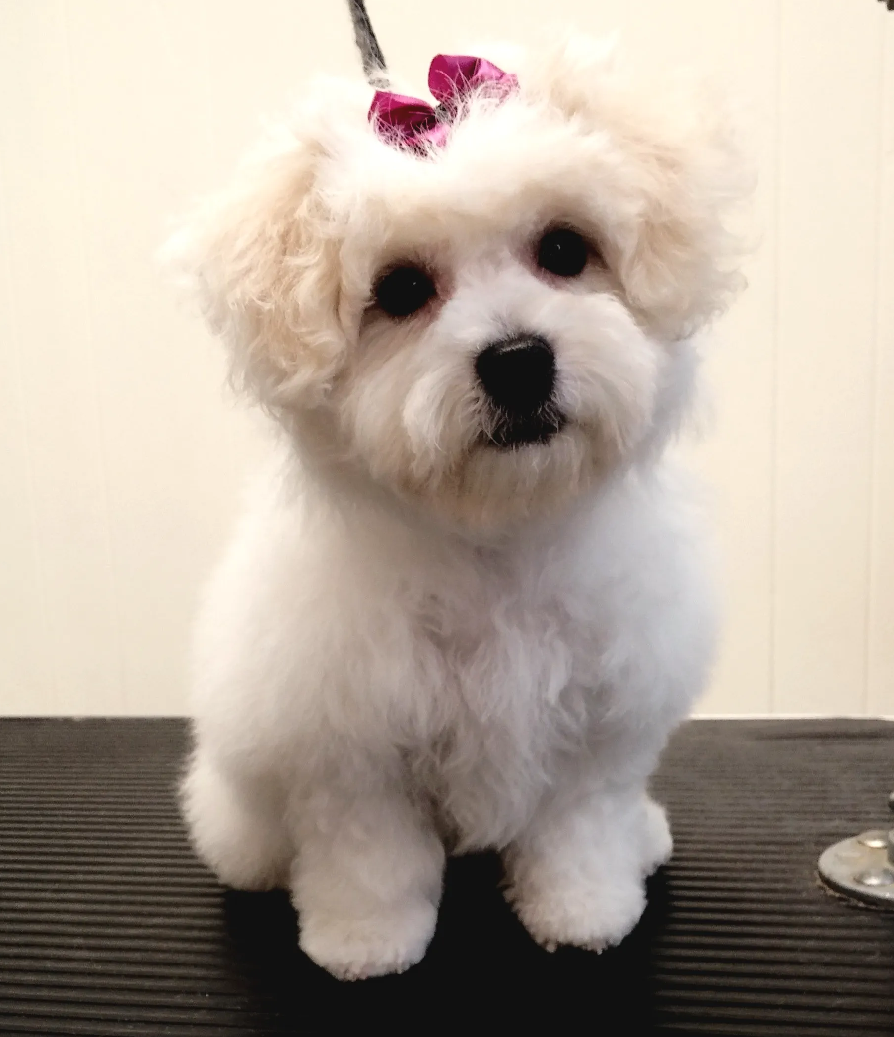 A small white dog with a pink bow on its head