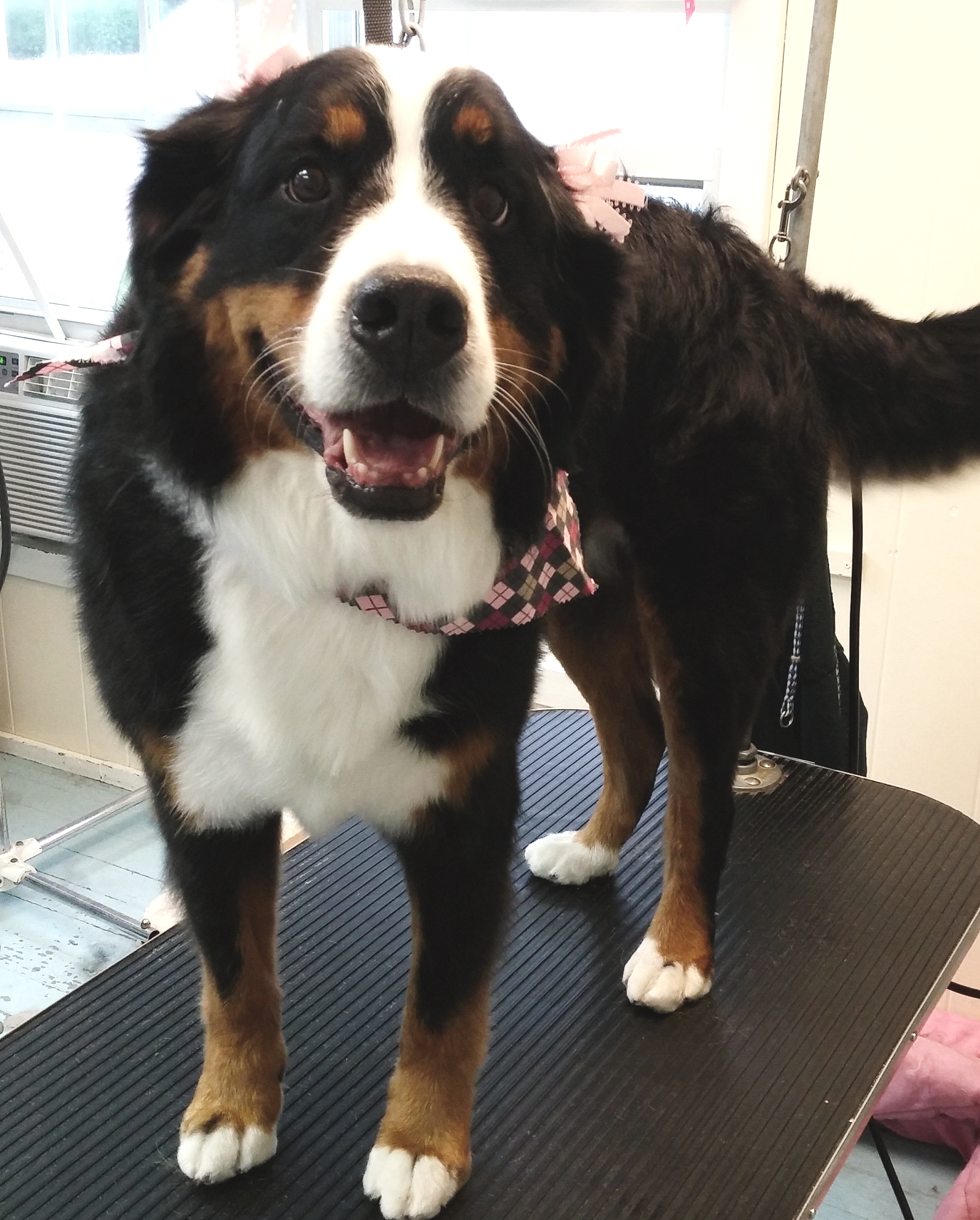 A black and white dog standing on a grooming table