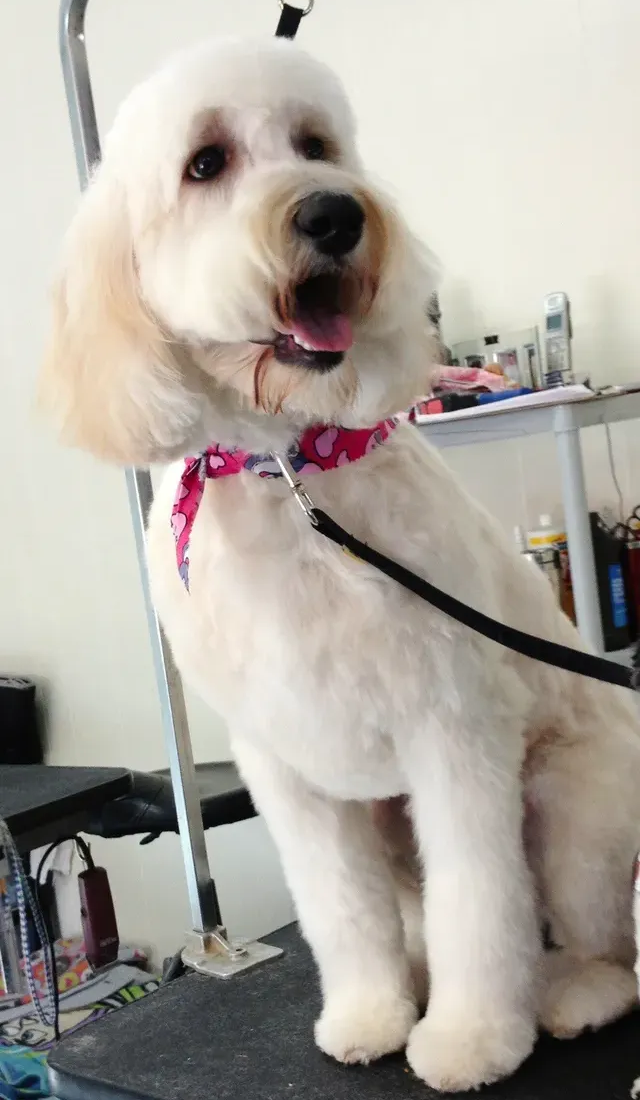 A white dog with a pink collar is sitting on a table