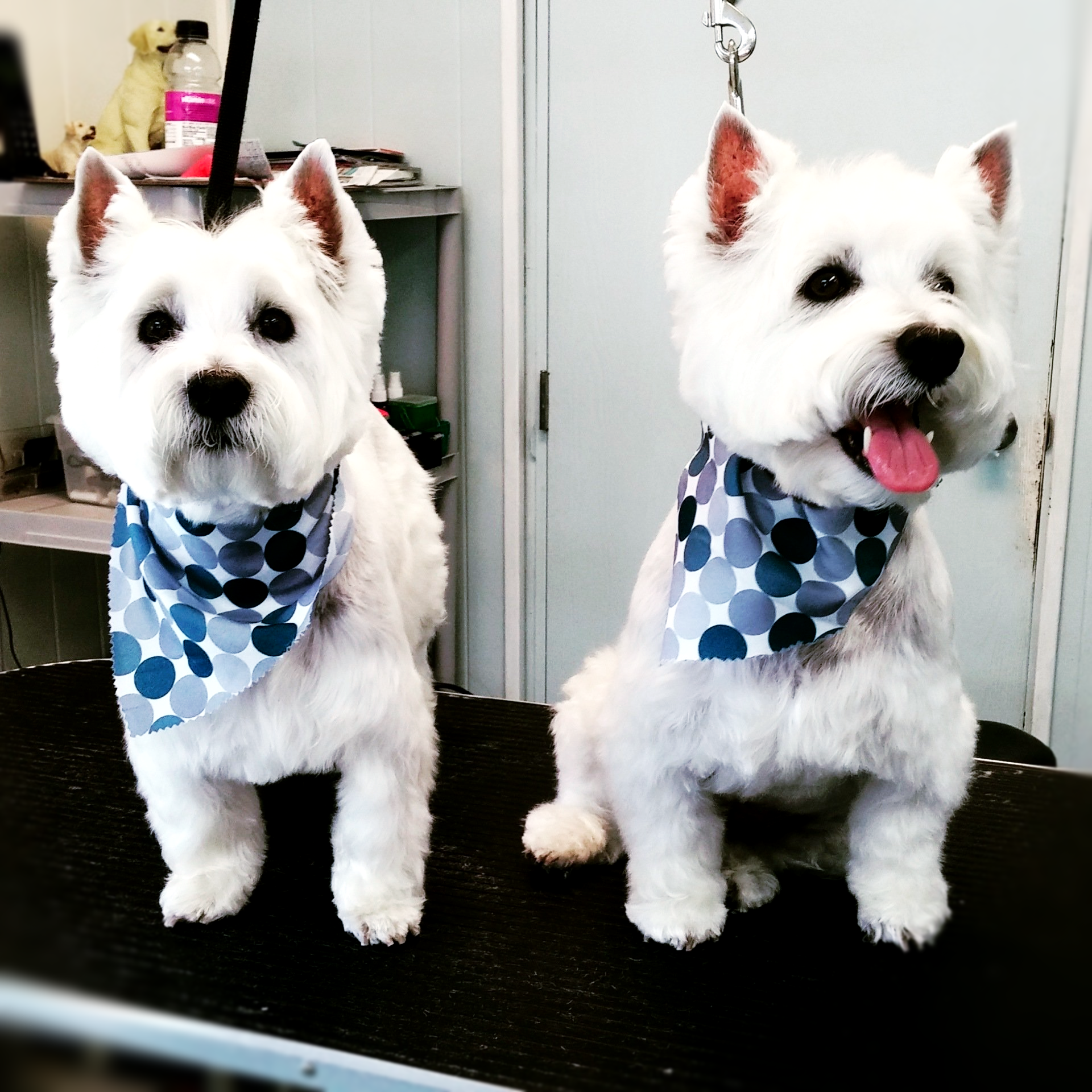 Two white dogs wearing bandanas are sitting on a table