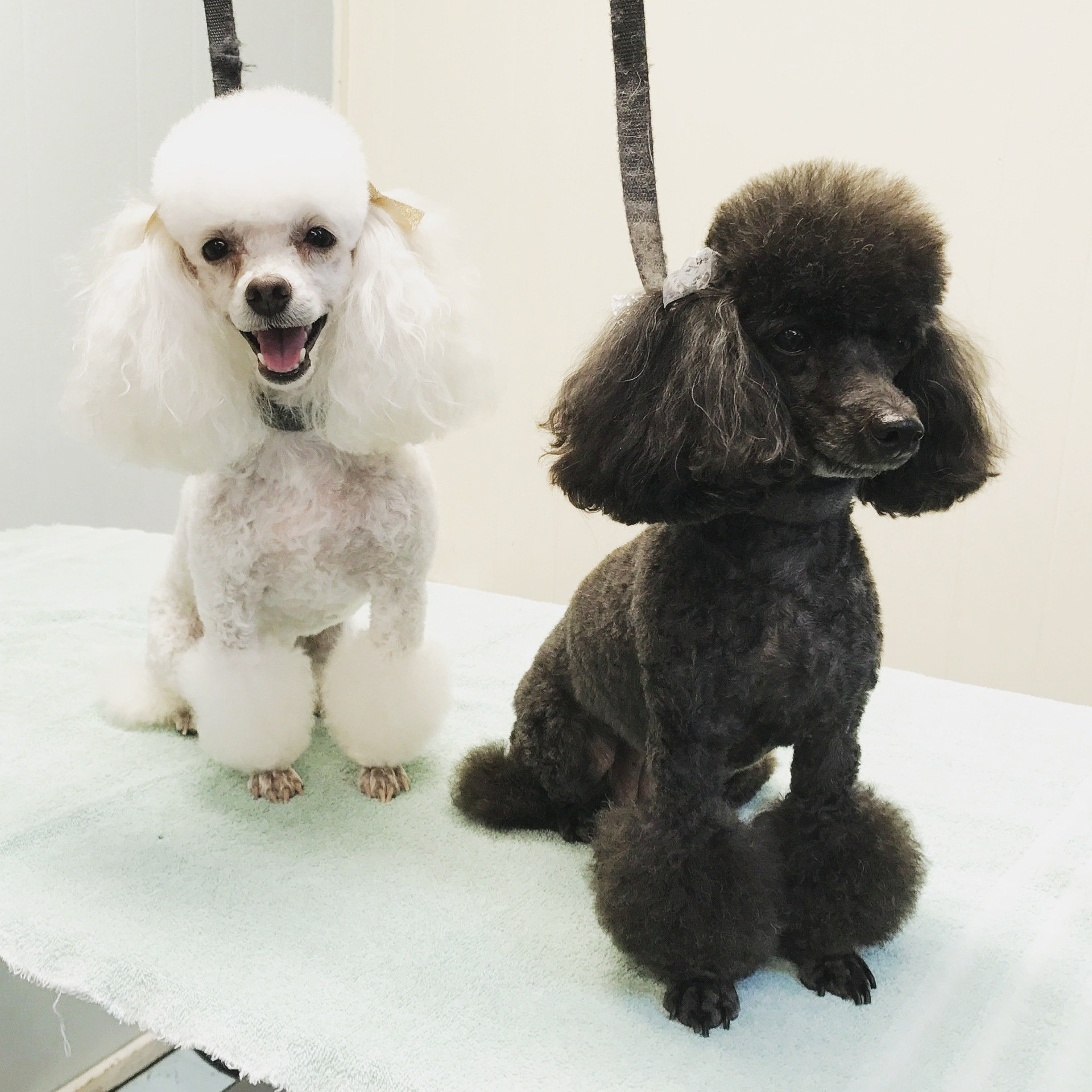 Two poodles are sitting next to each other on a table