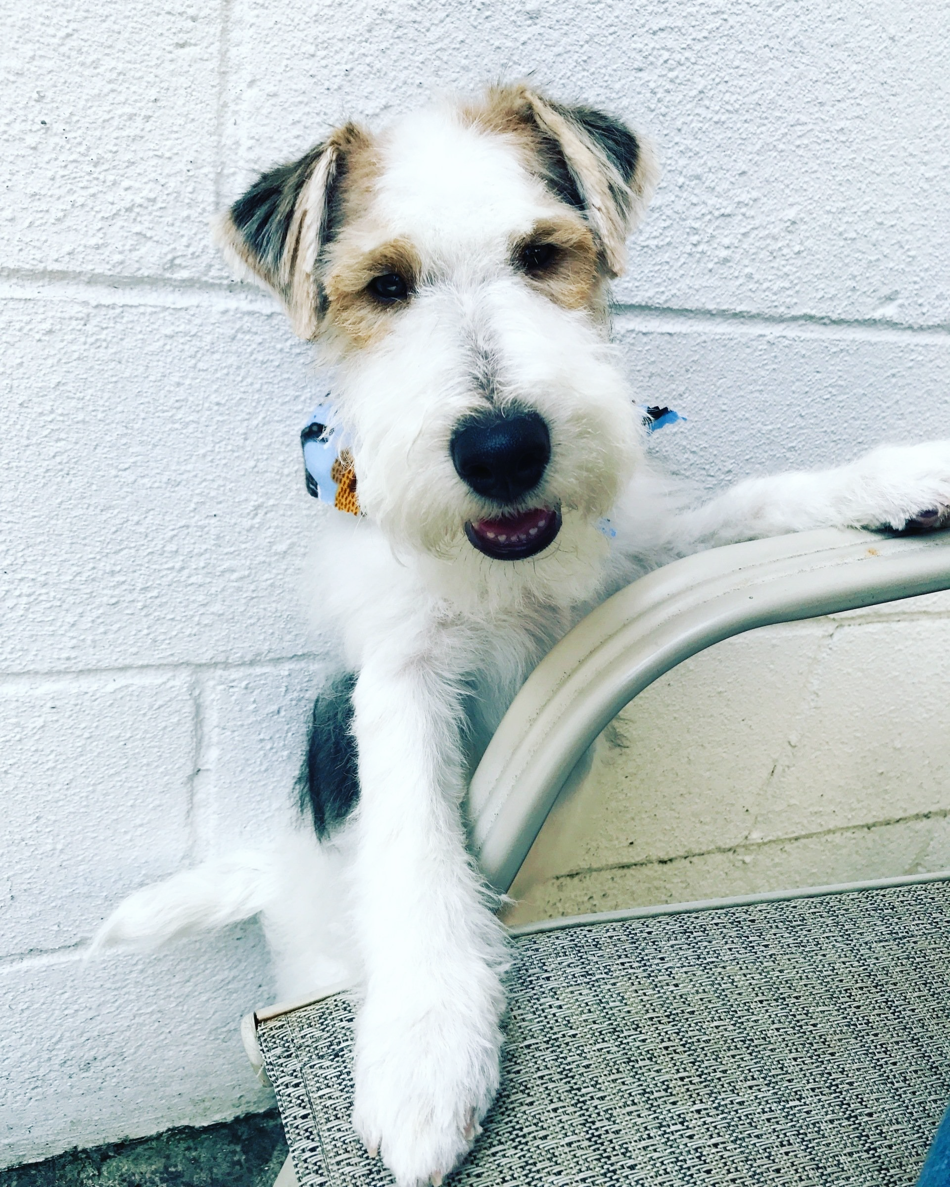 A small brown and white dog laying on a carpet