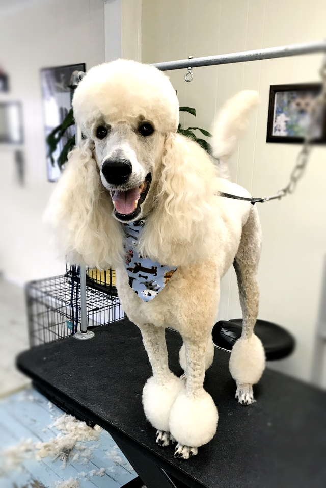 A white poodle is standing on a grooming table.