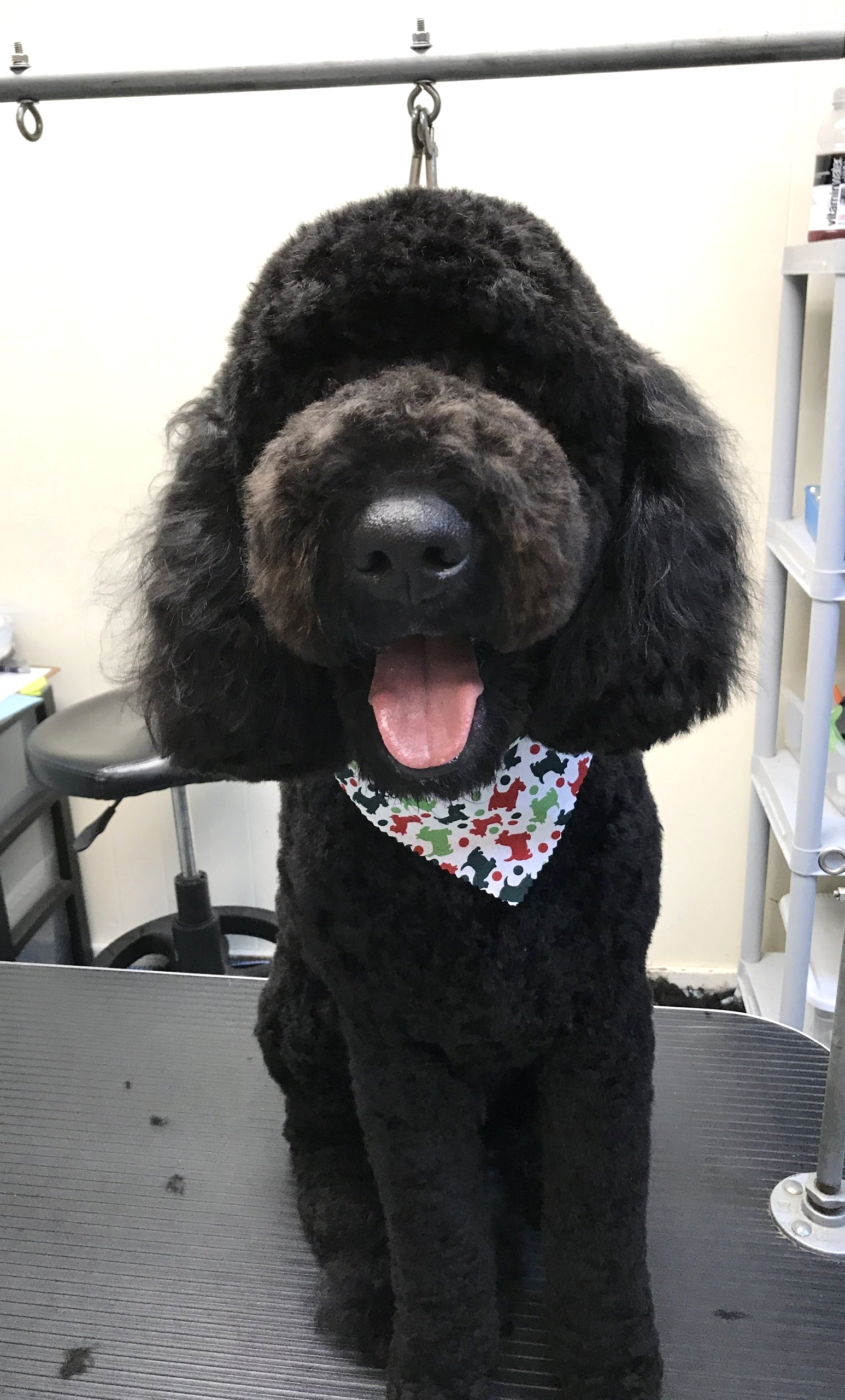 A black poodle wearing a bandana is sitting on a grooming table.