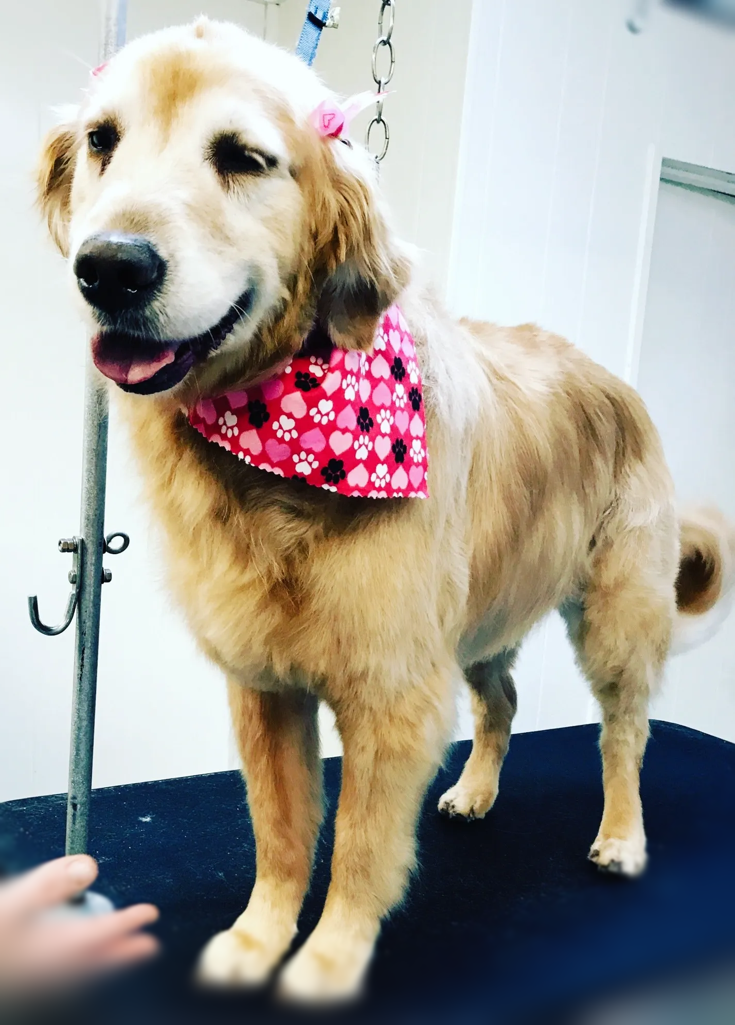 A dog wearing a pink bandana is standing on a table