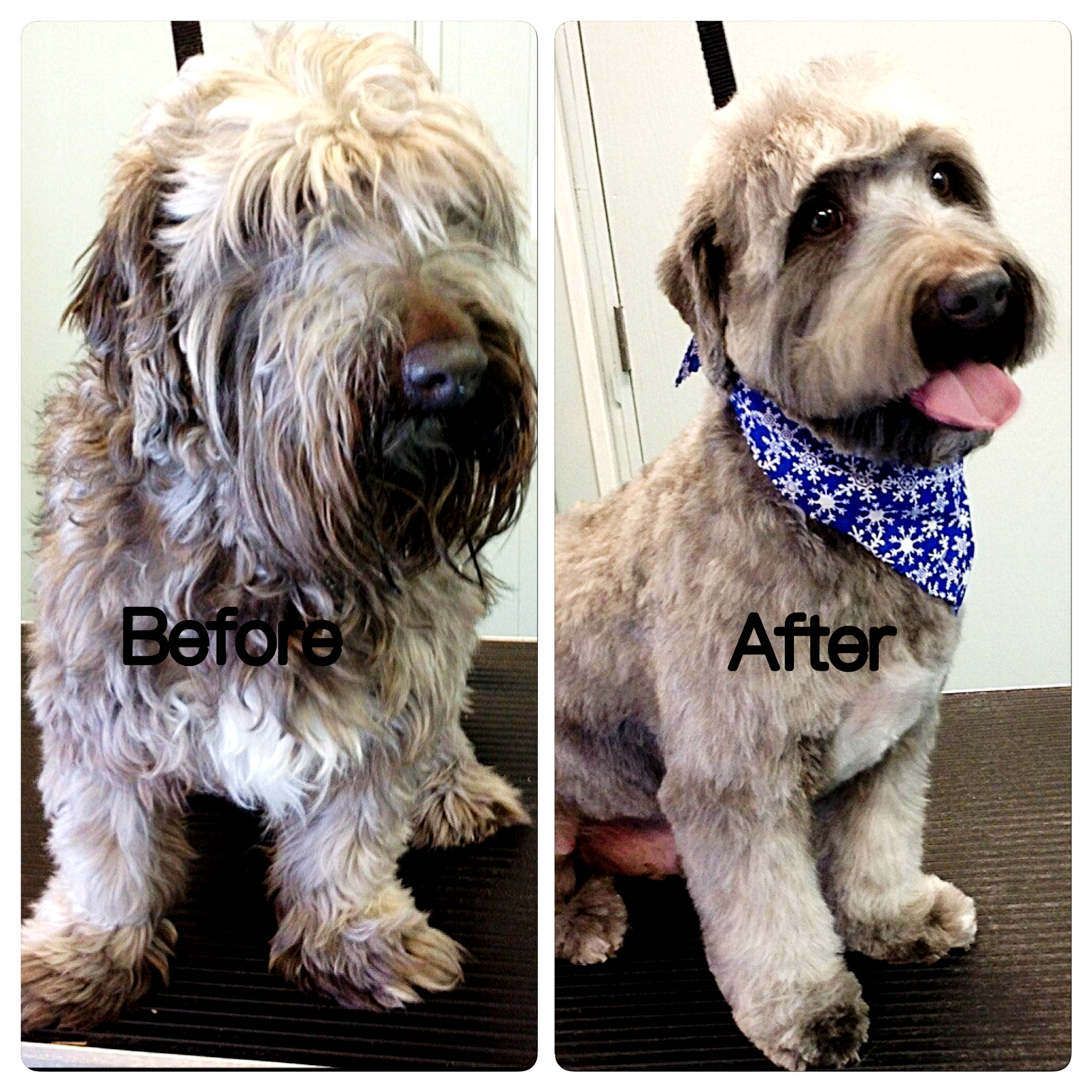 A before and after picture of a dog sitting on a table.