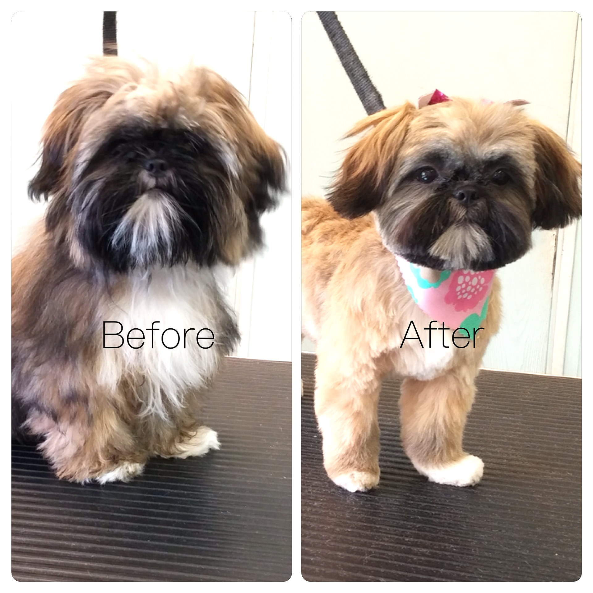 A before and after picture of a shih tzu dog.