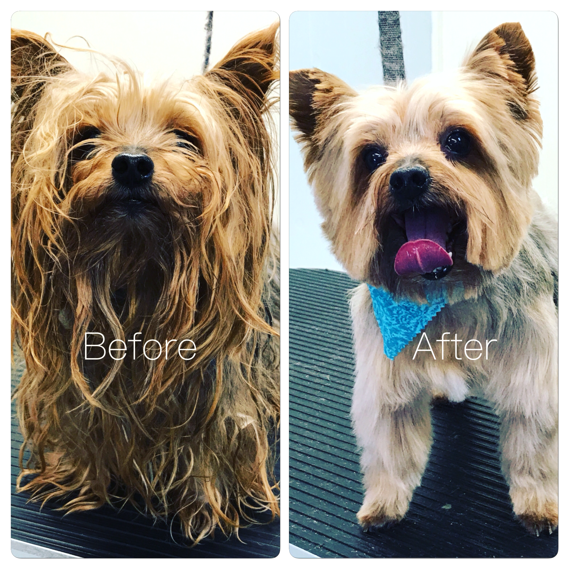A before and after picture of a small dog sitting on a table.