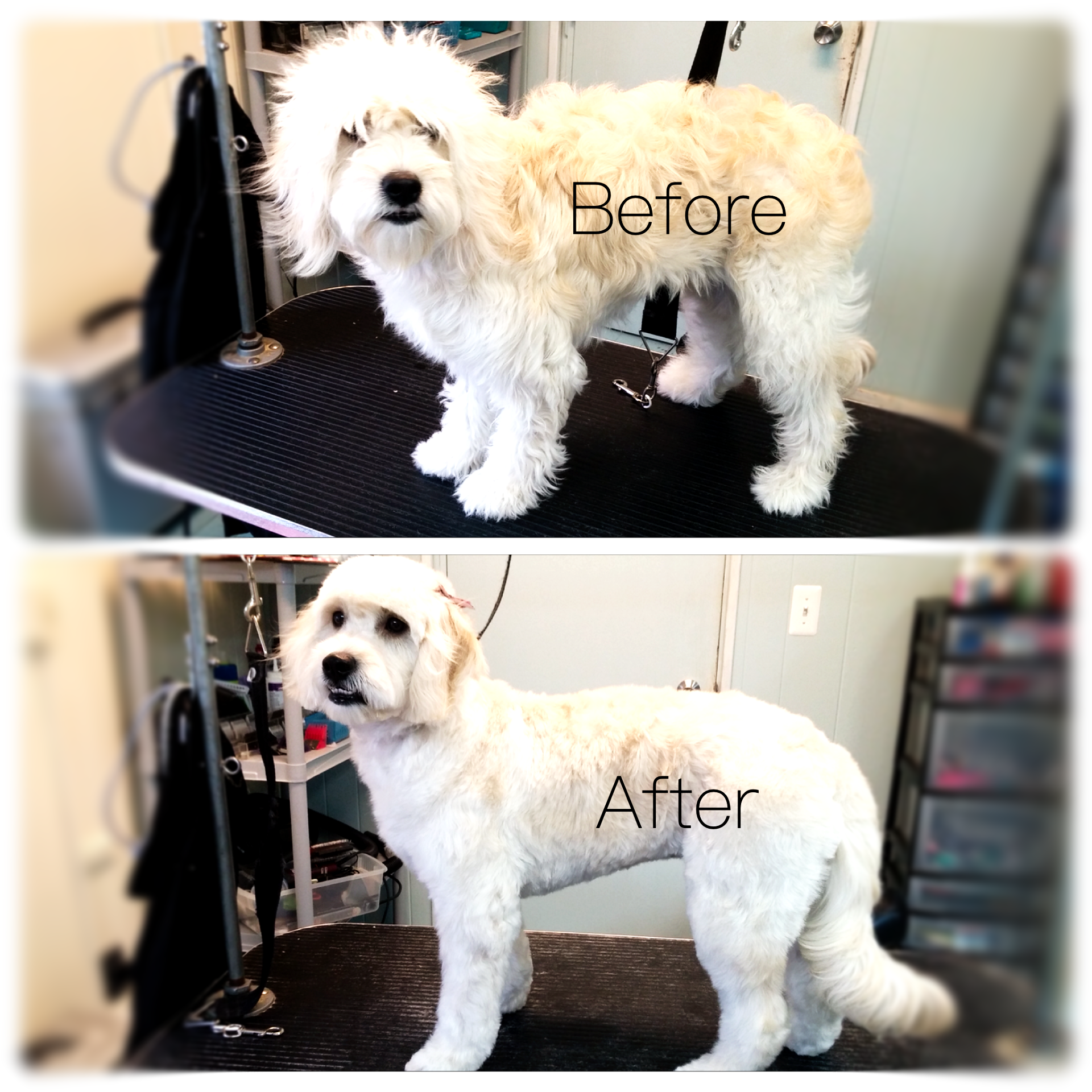 A picture of a dog before and after being groomed