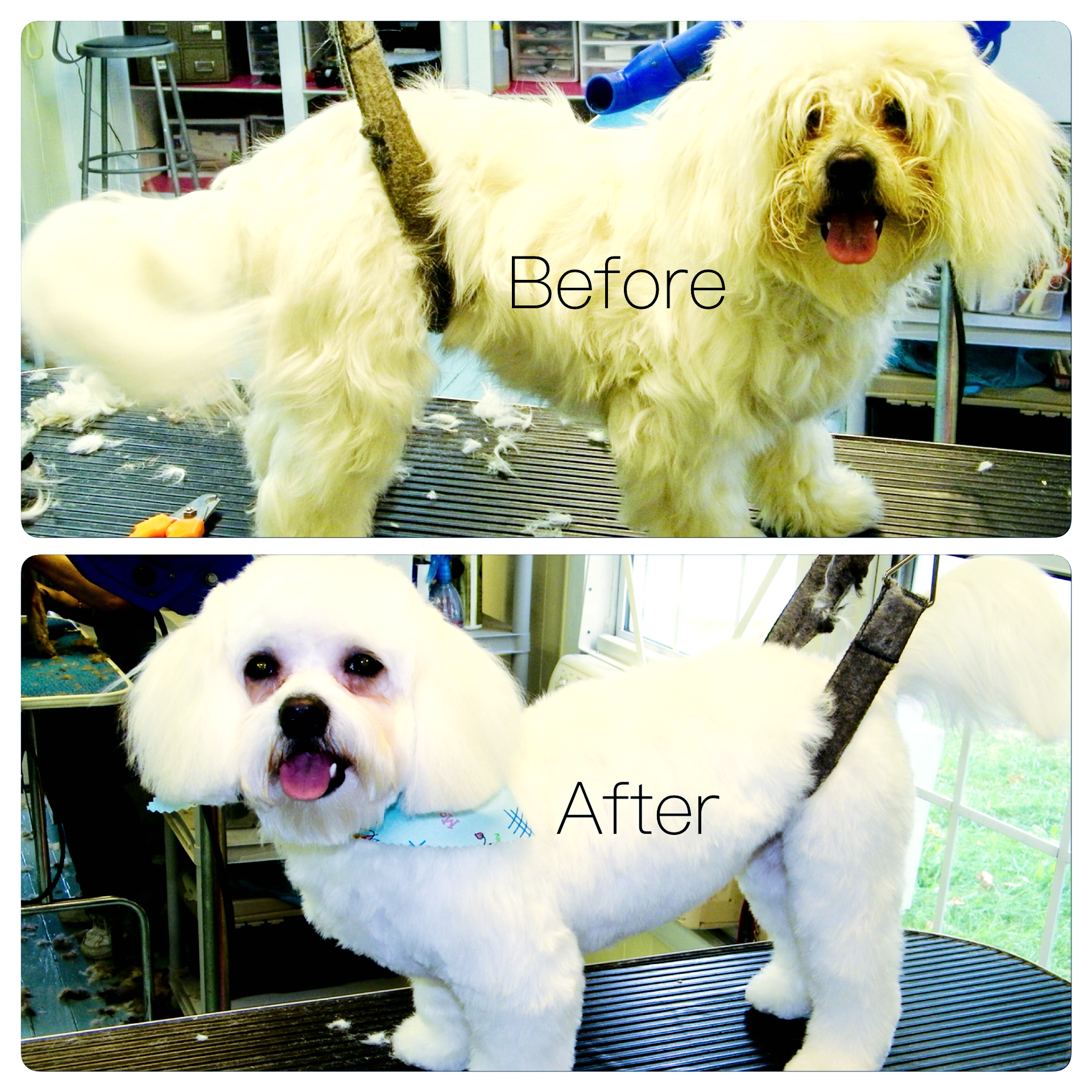 A before and after picture of a small white dog