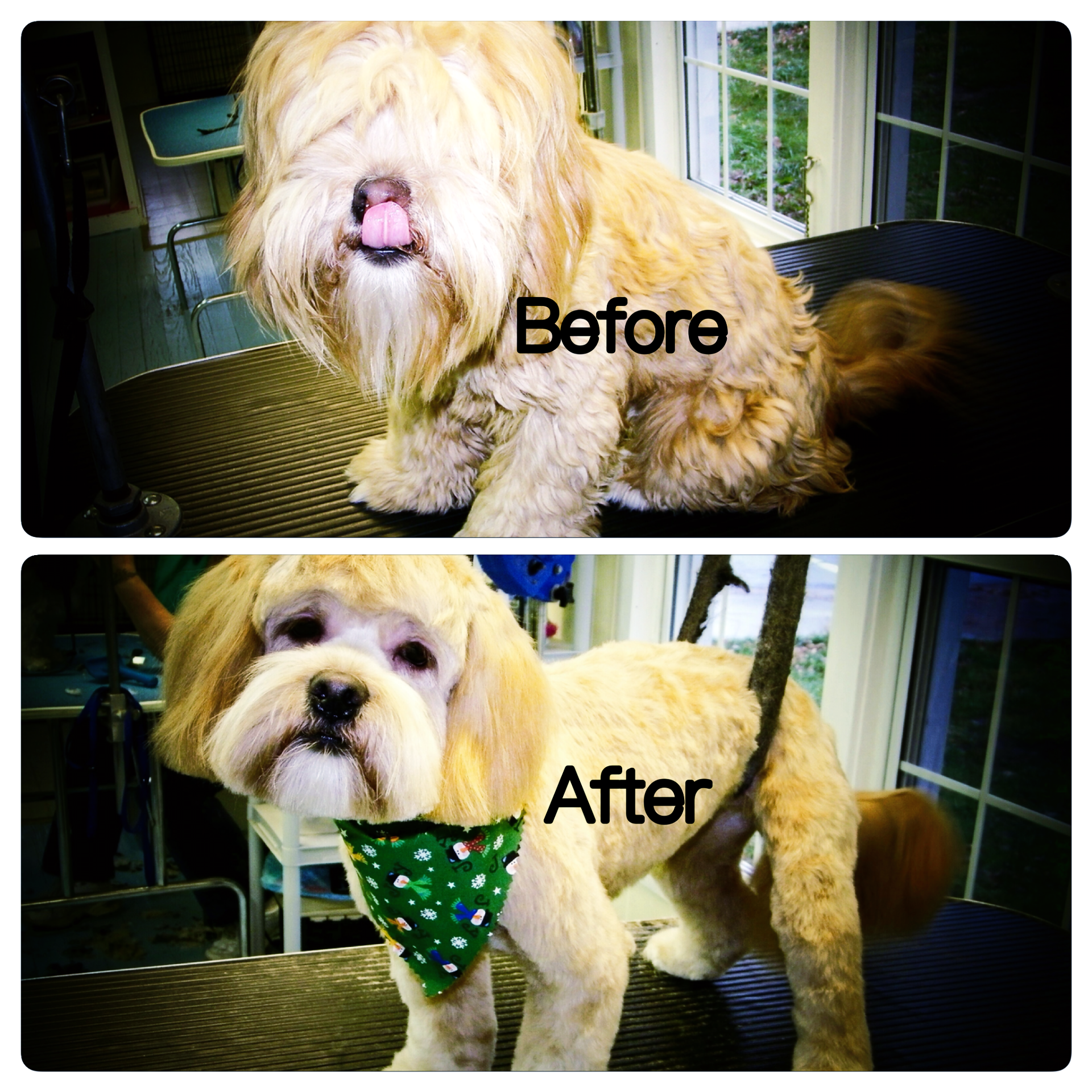 Two pictures of a dog before and after being groomed