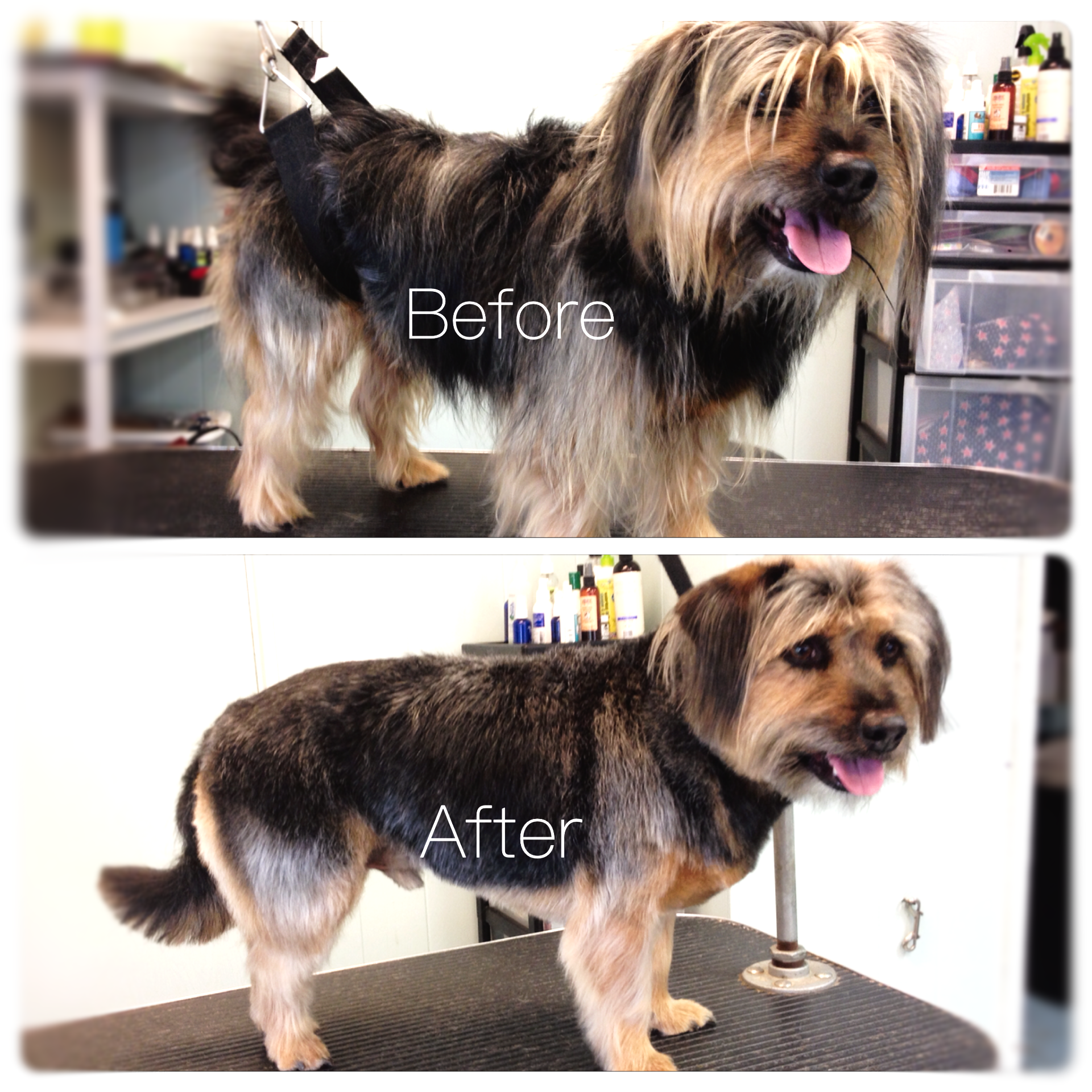 A picture of a dog before and after being groomed