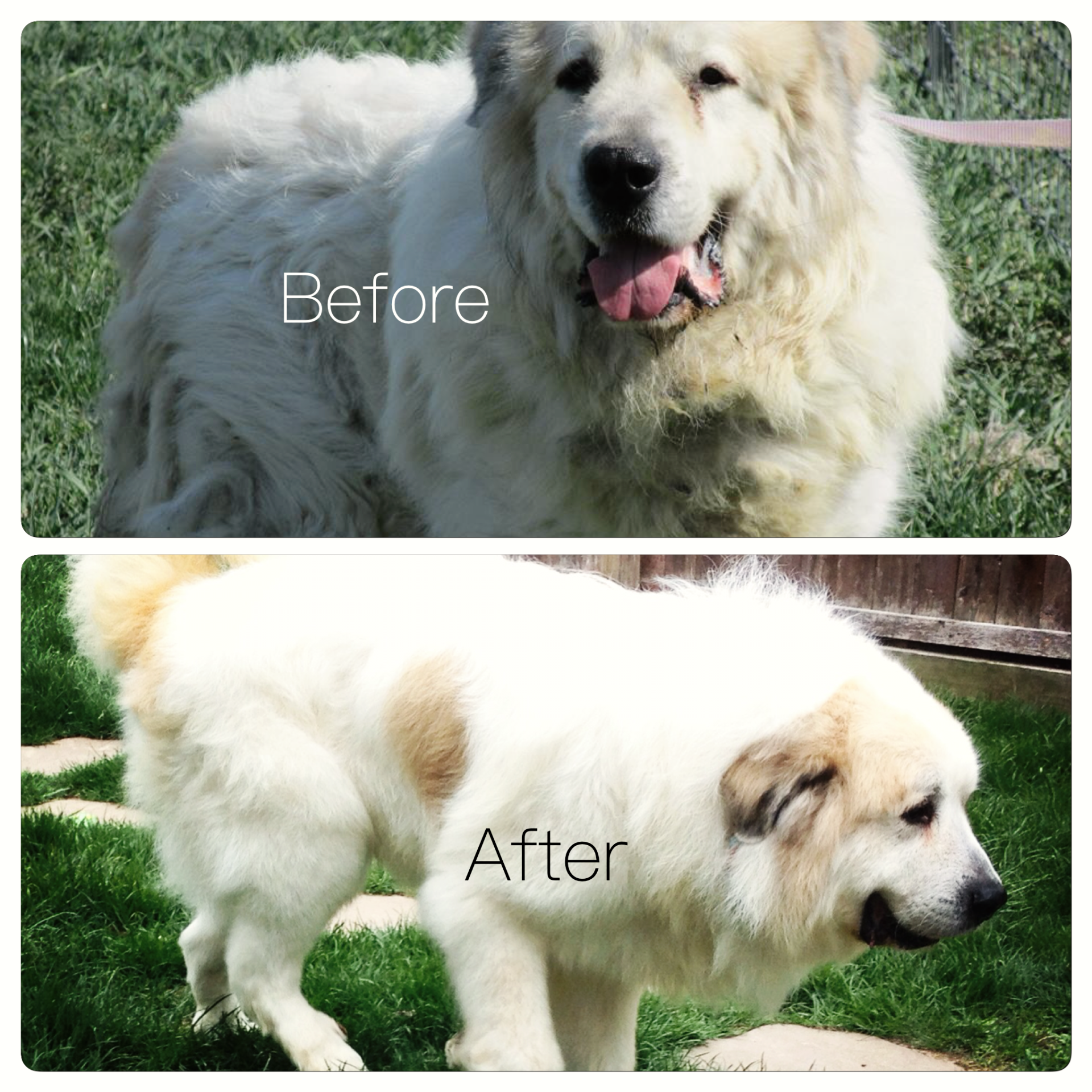 A before and after picture of a white dog