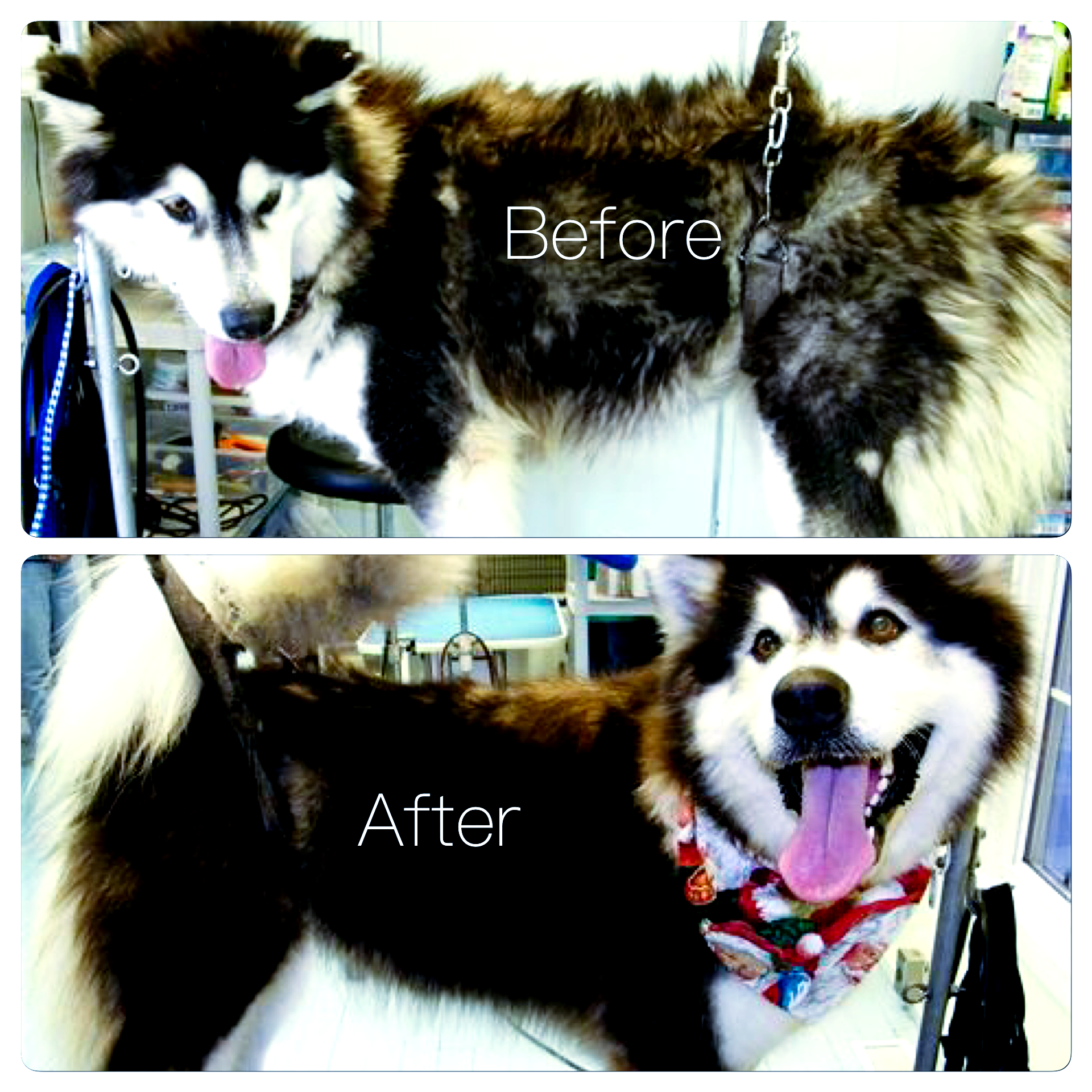 A before and after picture of a husky dog
