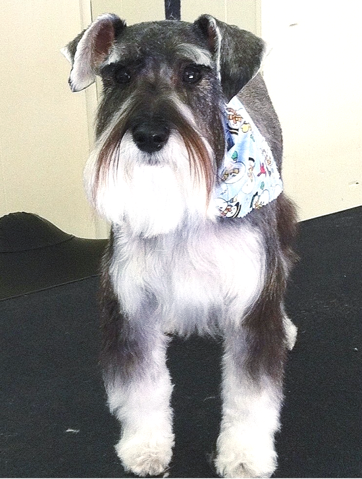 A small dog with a bandana around its neck is standing on a table.