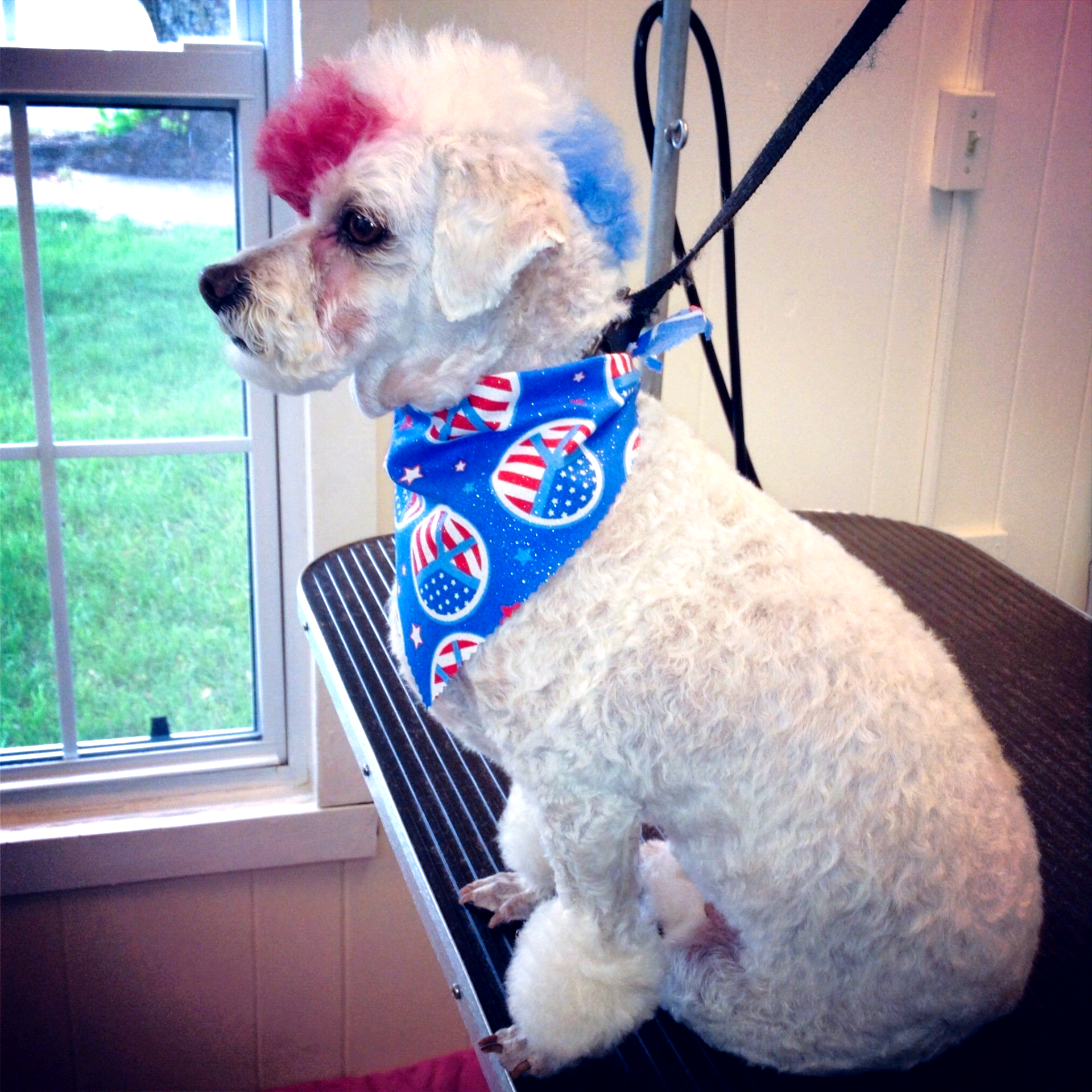 A white dog wearing a blue and red bandana is sitting on a grooming table