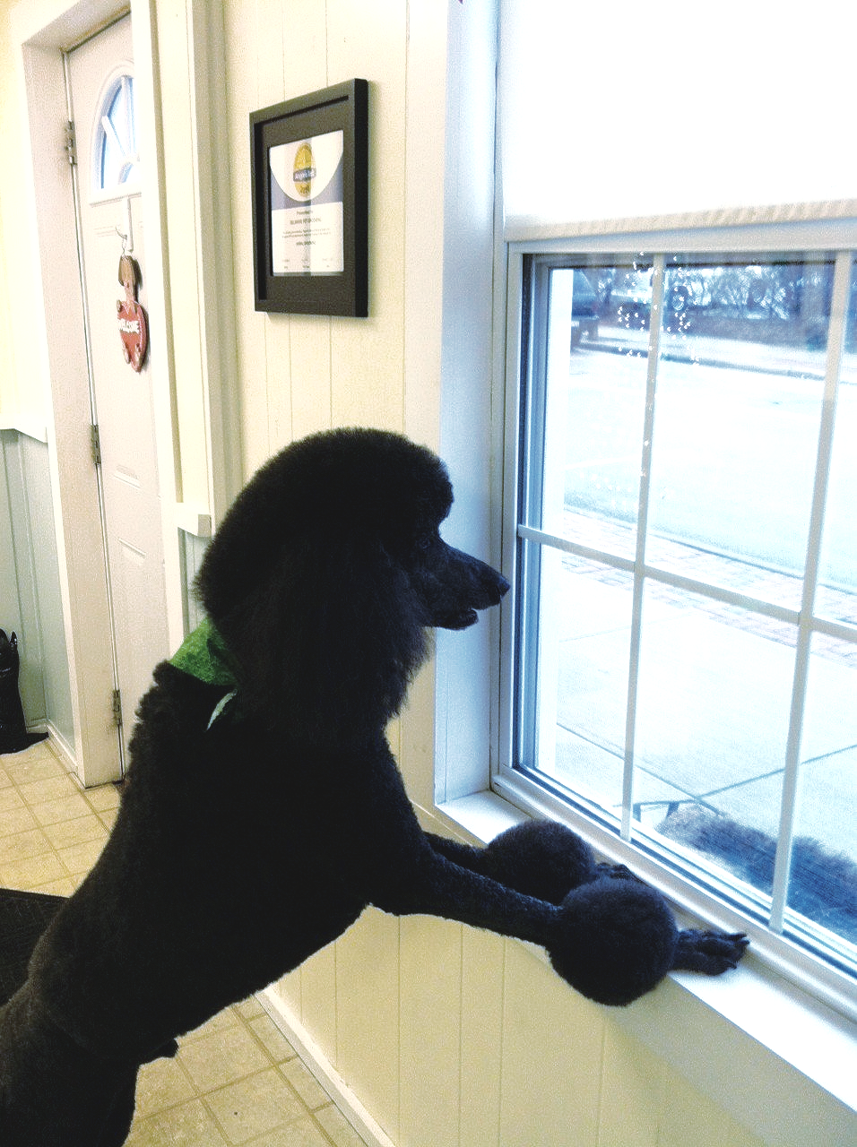 A black poodle standing on its hind legs looking out a window