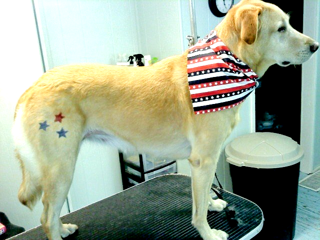 A dog is standing on a grooming table wearing a red white and blue bandana