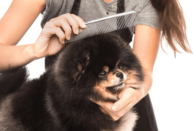 The Importance Of Pet Grooming Pet Health Pet Groomers