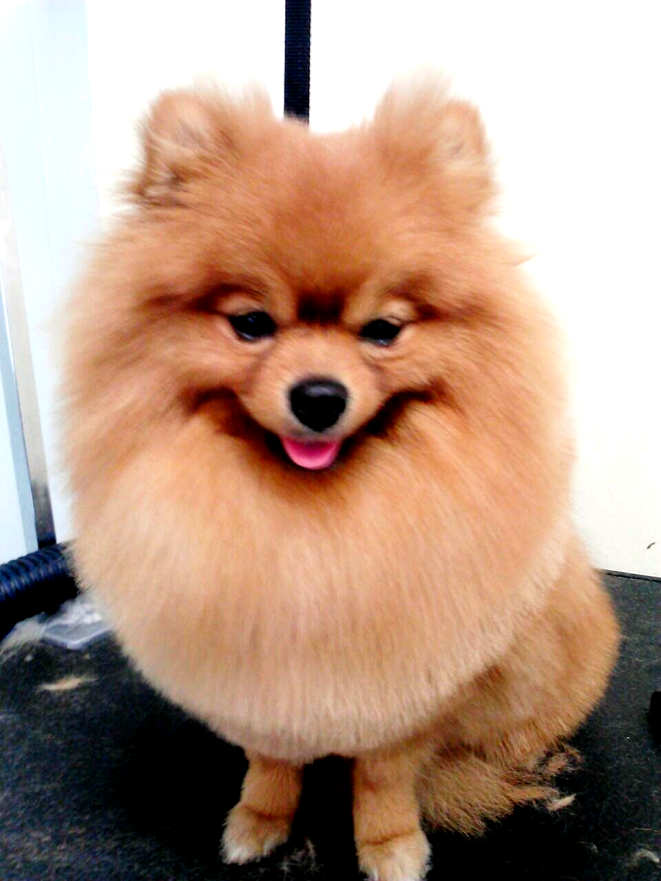 A pomeranian dog is sitting on a table and smiling.